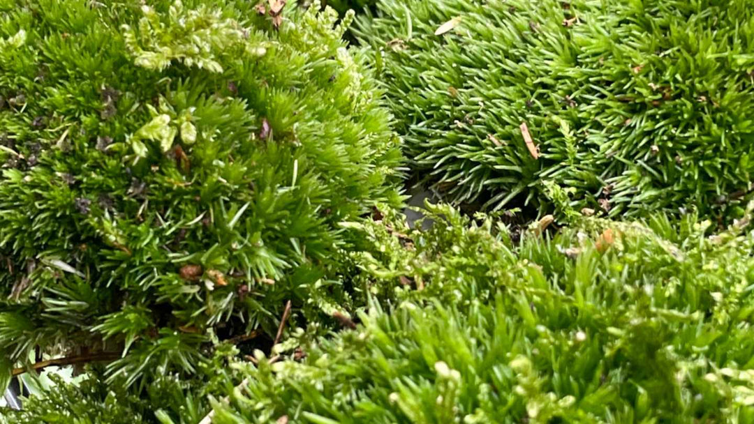 A lush green bun moss